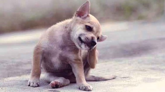 Tried And Tested Natural Remedies To Rid Your Pooch of Fleas And Ticks