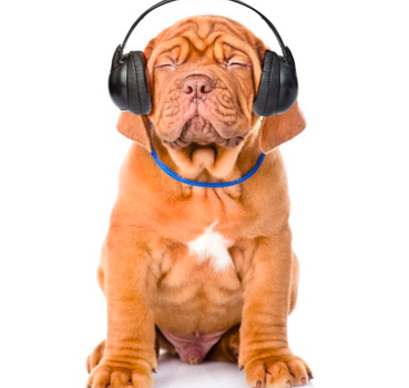 How Music Can Help Your Dog Rest And Relax